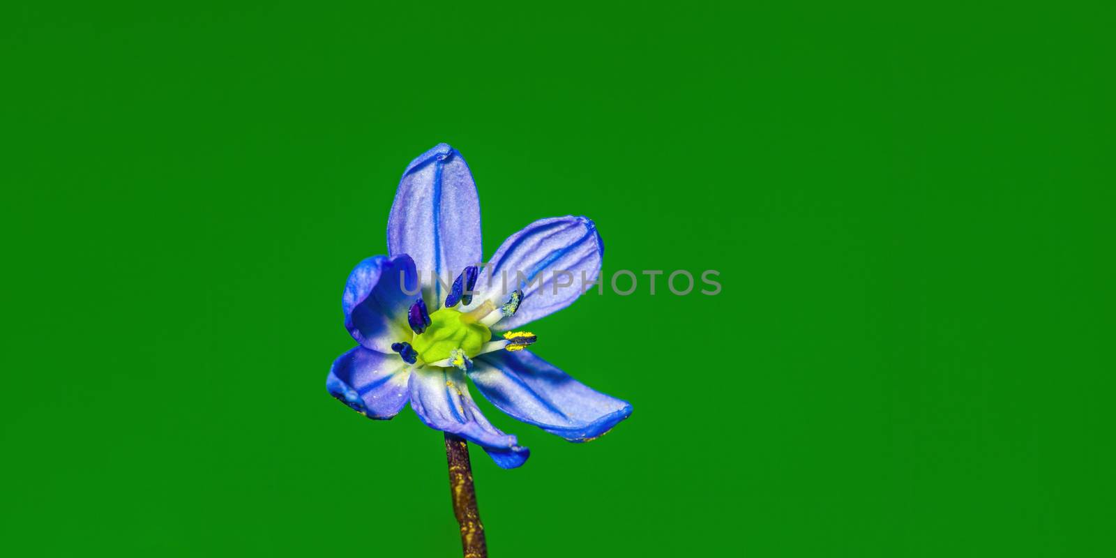 a soft flower blossom in a nature garden