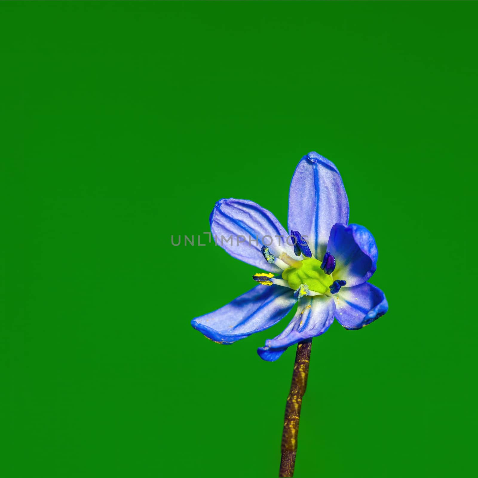 a soft flower blossom in a nature garden by mario_plechaty_photography