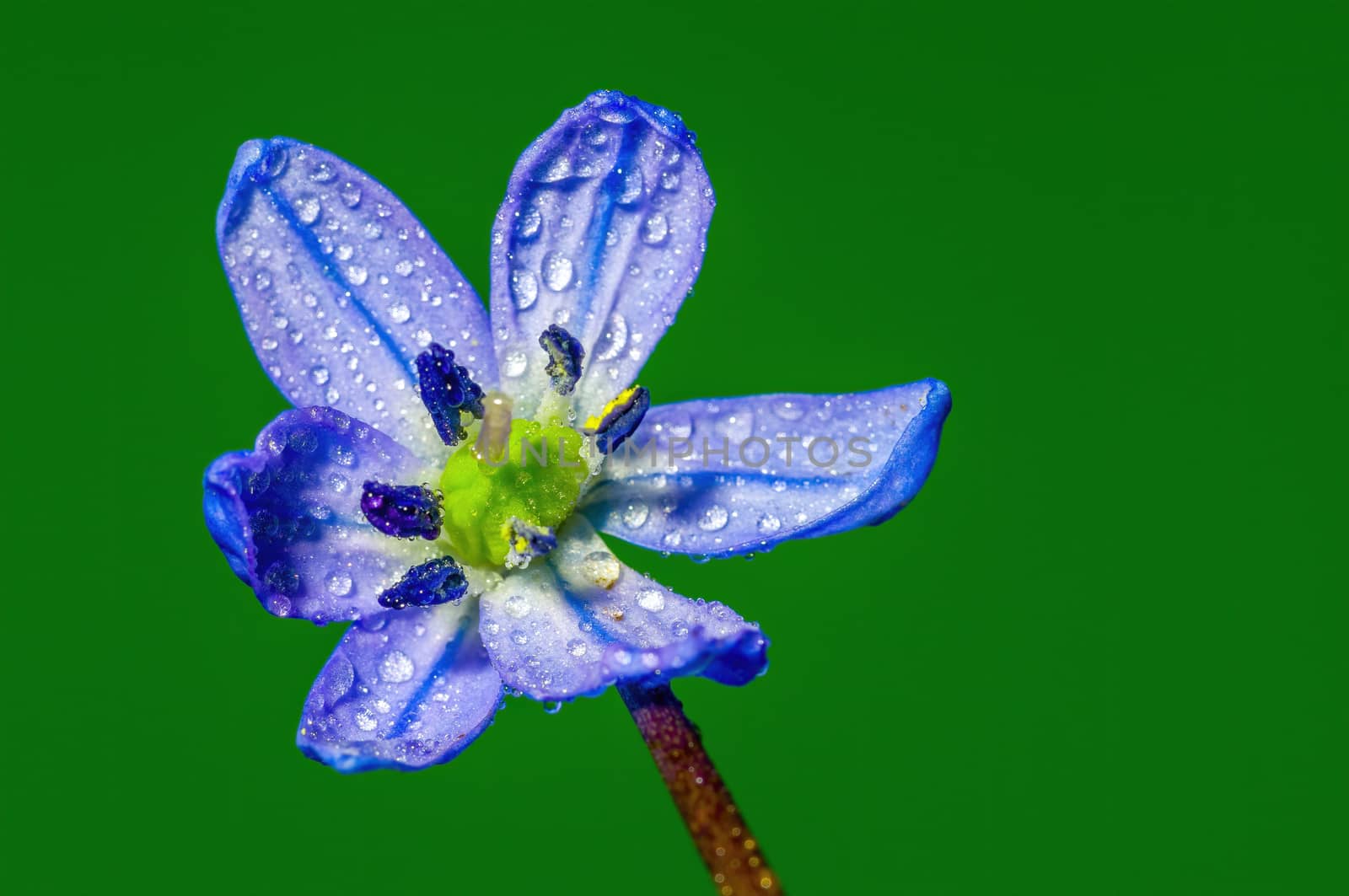 a soft flower blossom in a nature garden