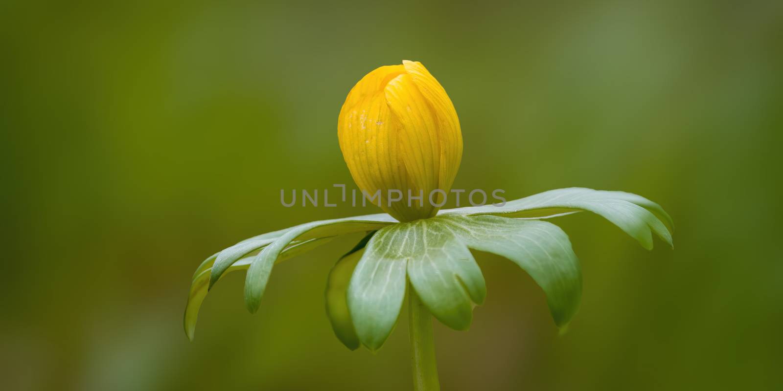 a soft flower blossom in a nature garden by mario_plechaty_photography