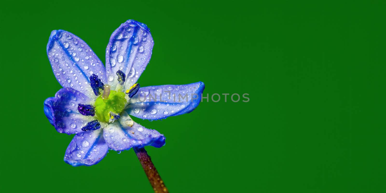 a soft flower blossom in a nature garden