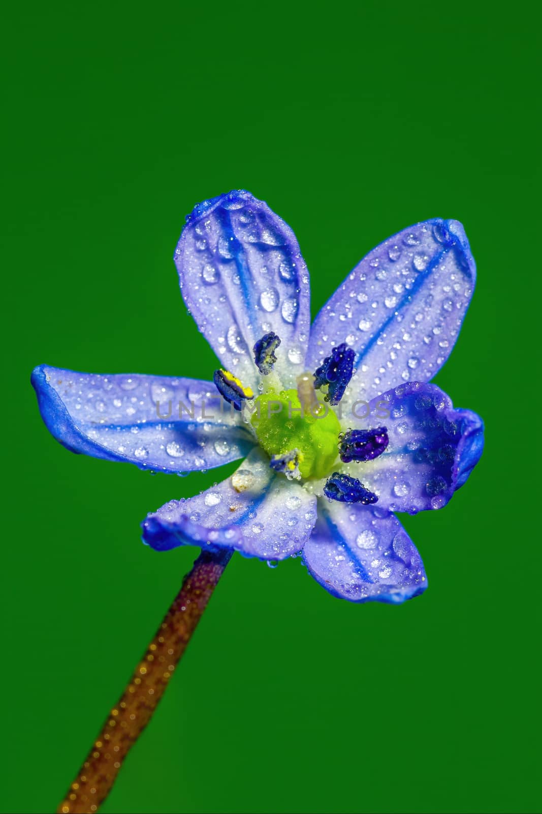 a soft flower blossom in a nature garden