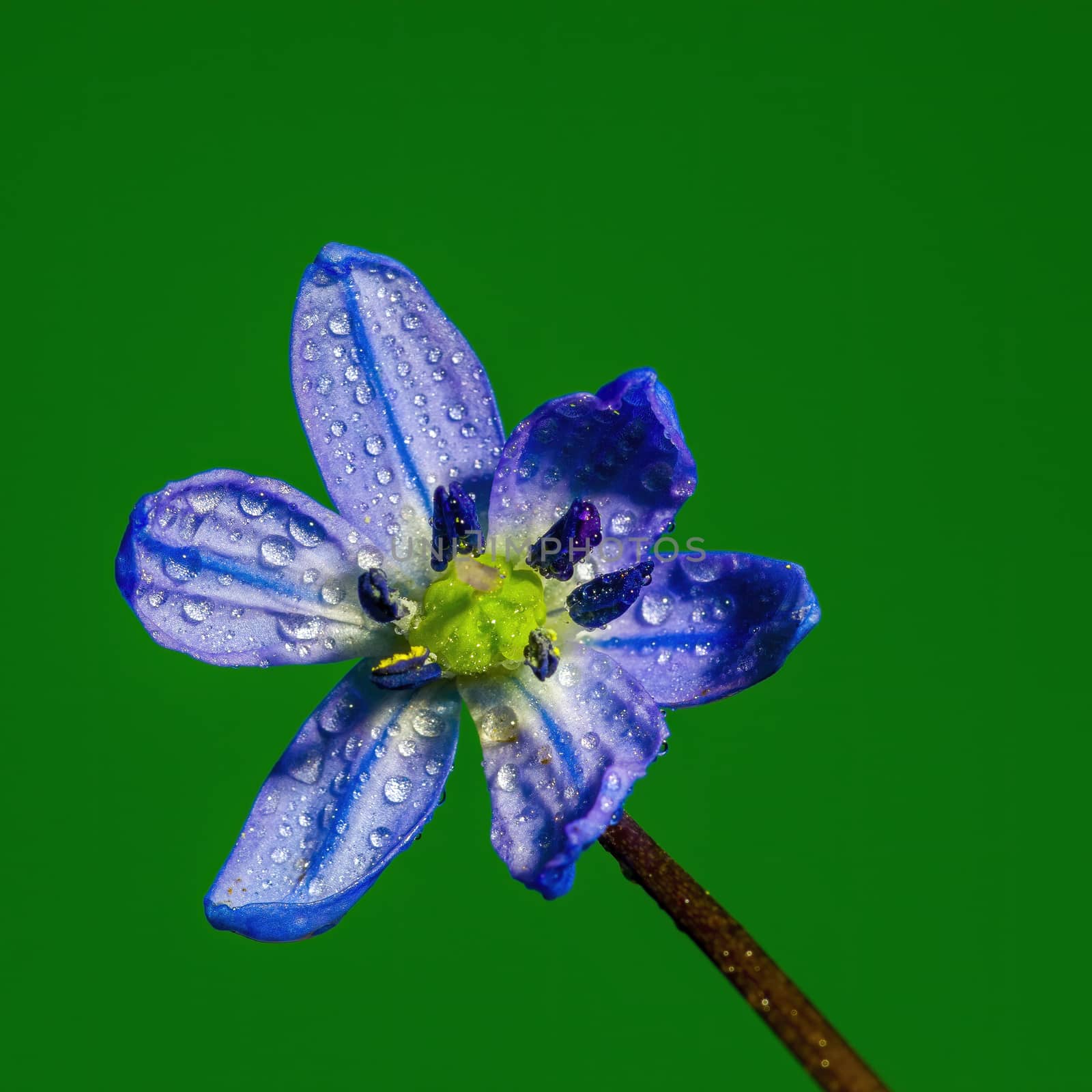 a soft flower blossom in a nature garden