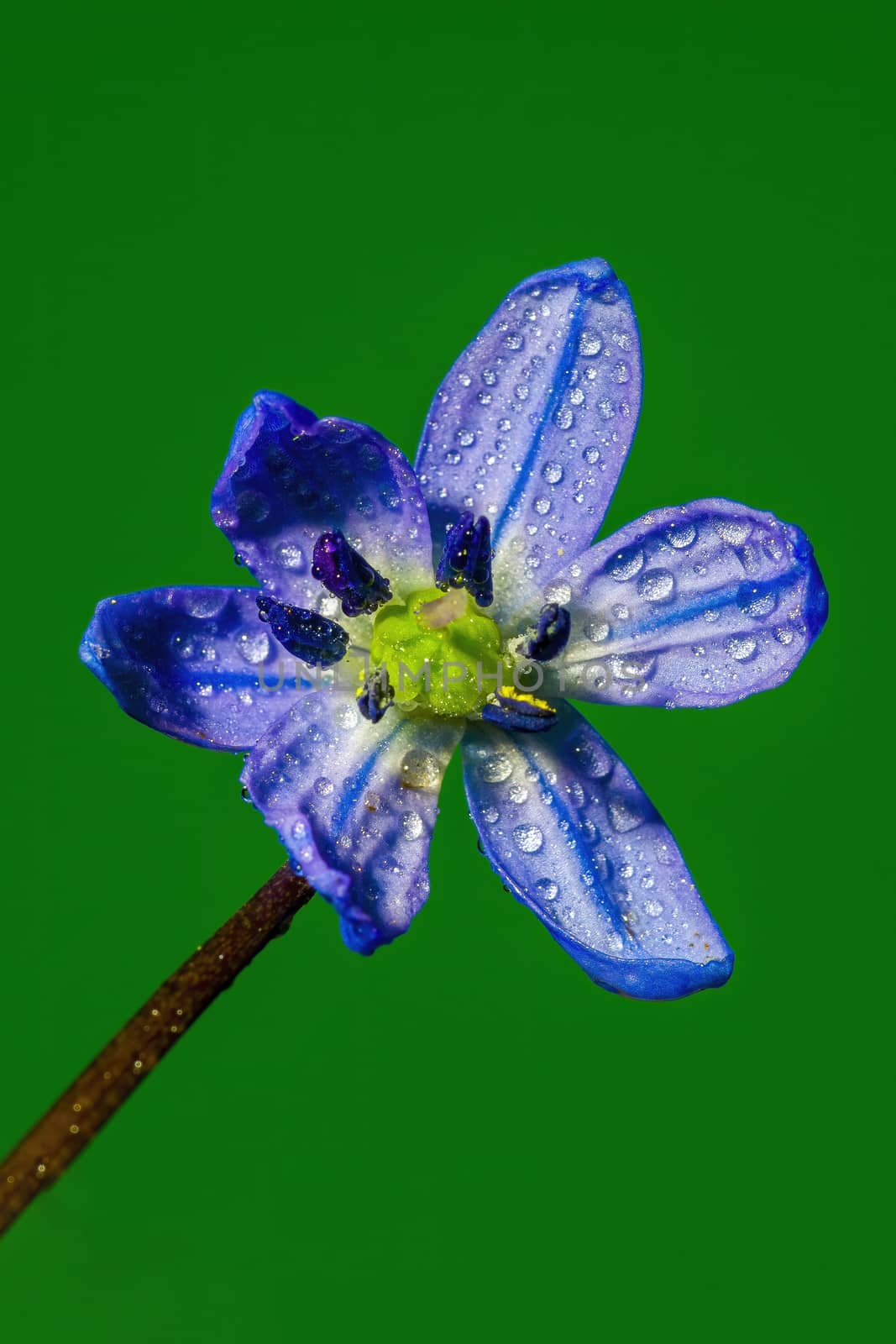 a soft flower blossom in a nature garden