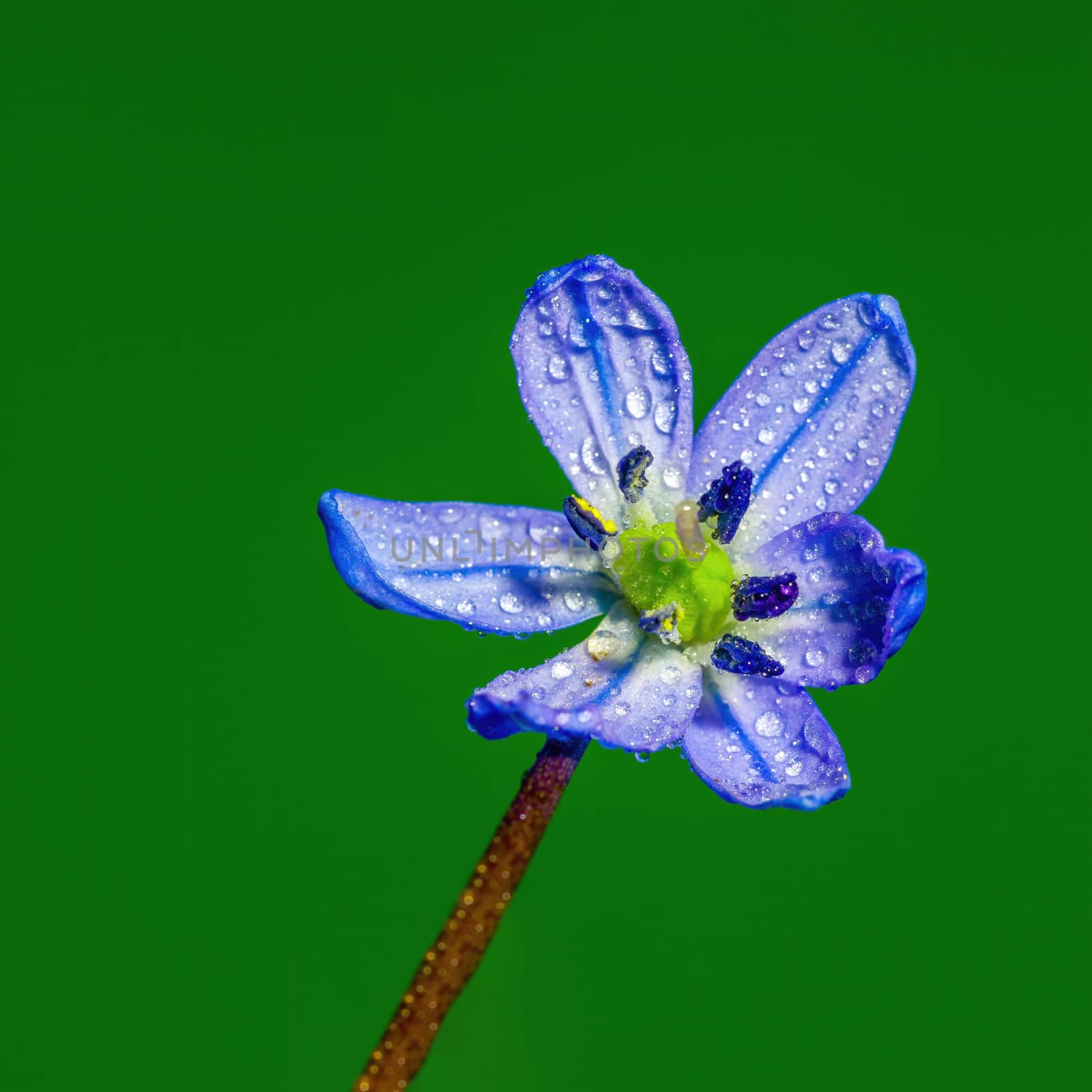 a soft flower blossom in a nature garden by mario_plechaty_photography