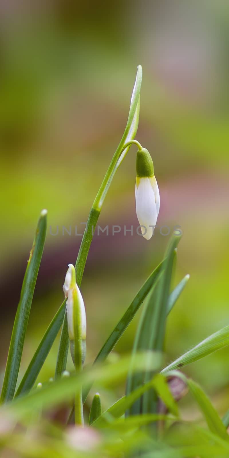 a soft flower blossom in a nature garden