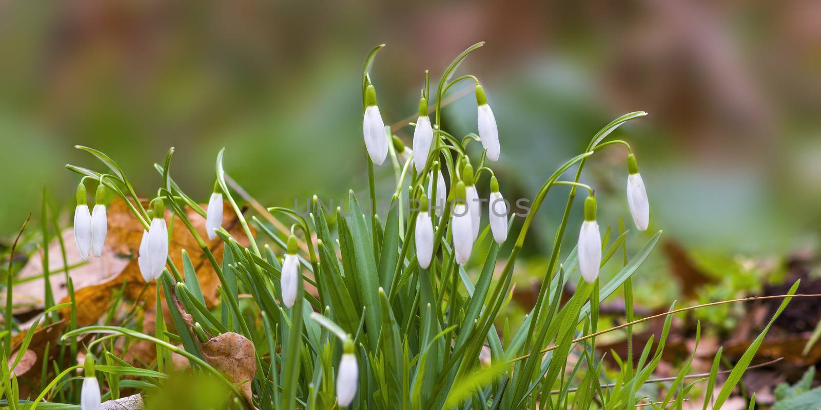 a soft flower blossom in a nature garden