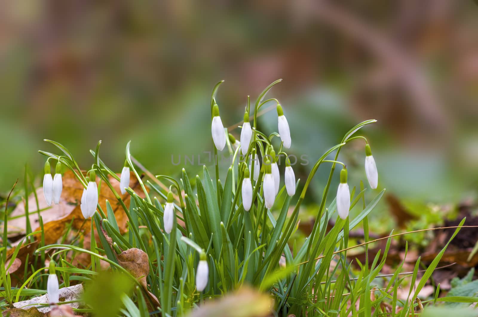 a soft flower blossom in a nature garden