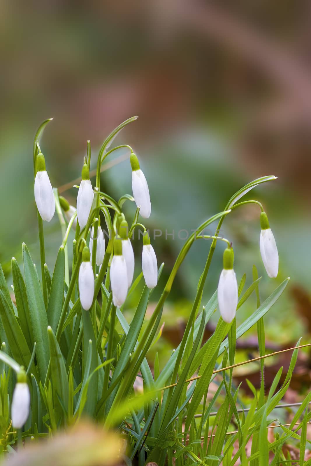 a soft flower blossom in a nature garden