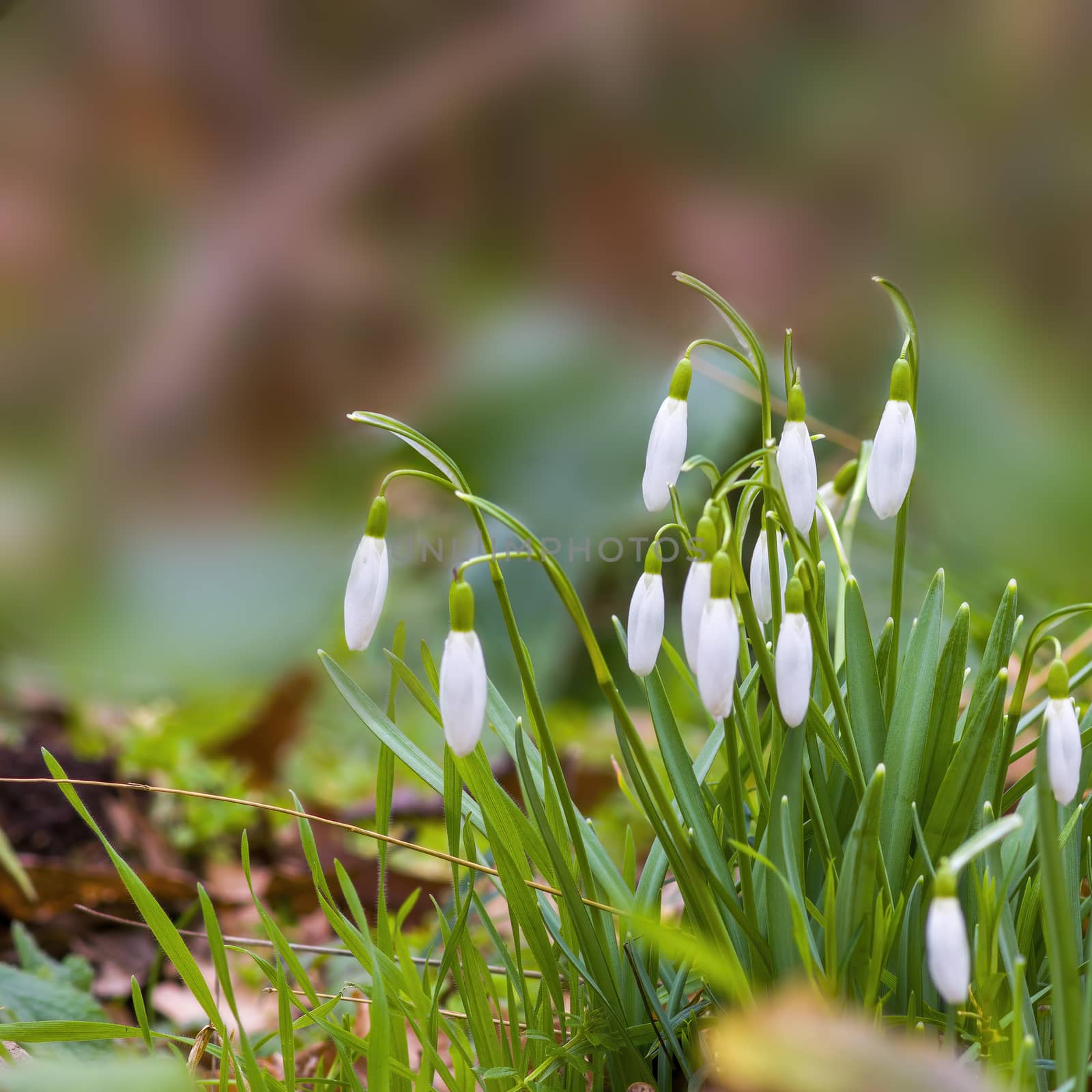 a soft flower blossom in a nature garden