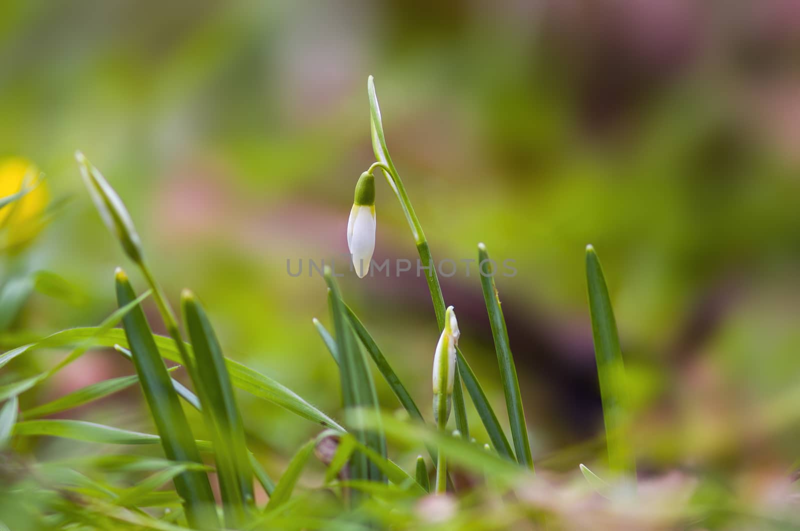 a soft flower blossom in a nature garden