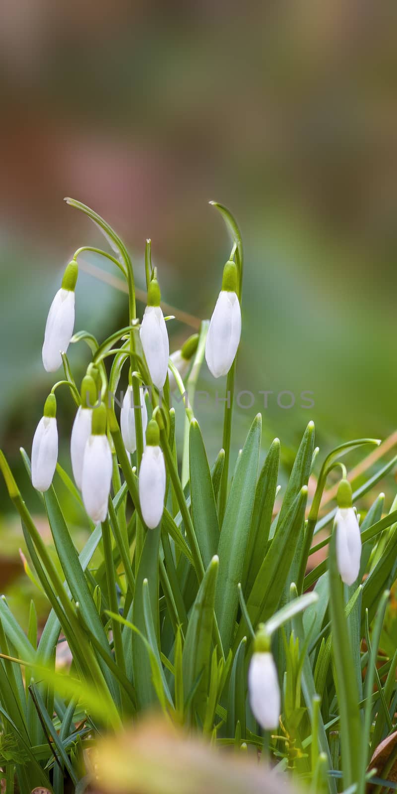 a soft flower blossom in a nature garden