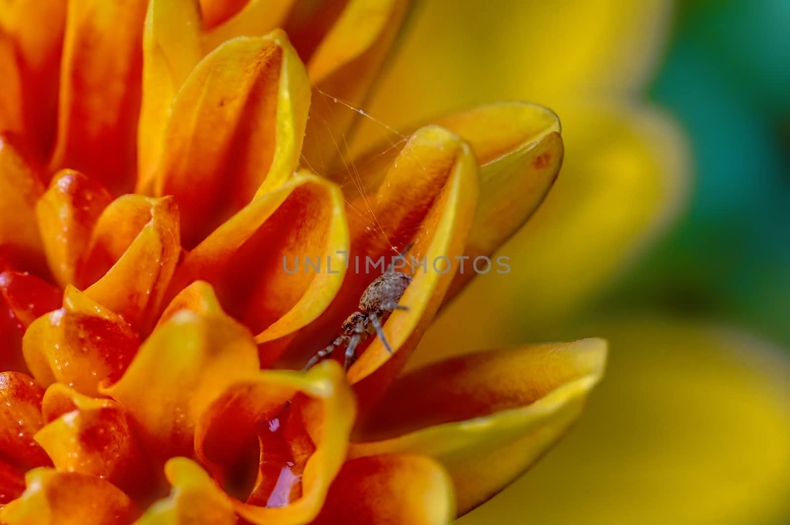 a soft flower blossom in a nature garden