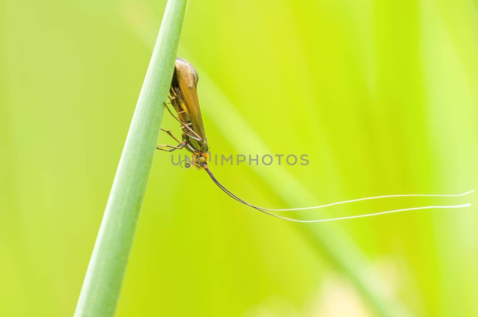 a Small butterfly insect on a plant in the meadows