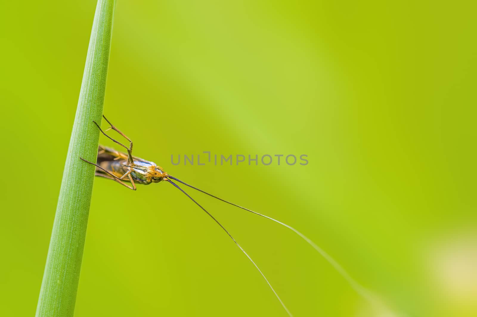 a Small butterfly insect on a plant in the meadows