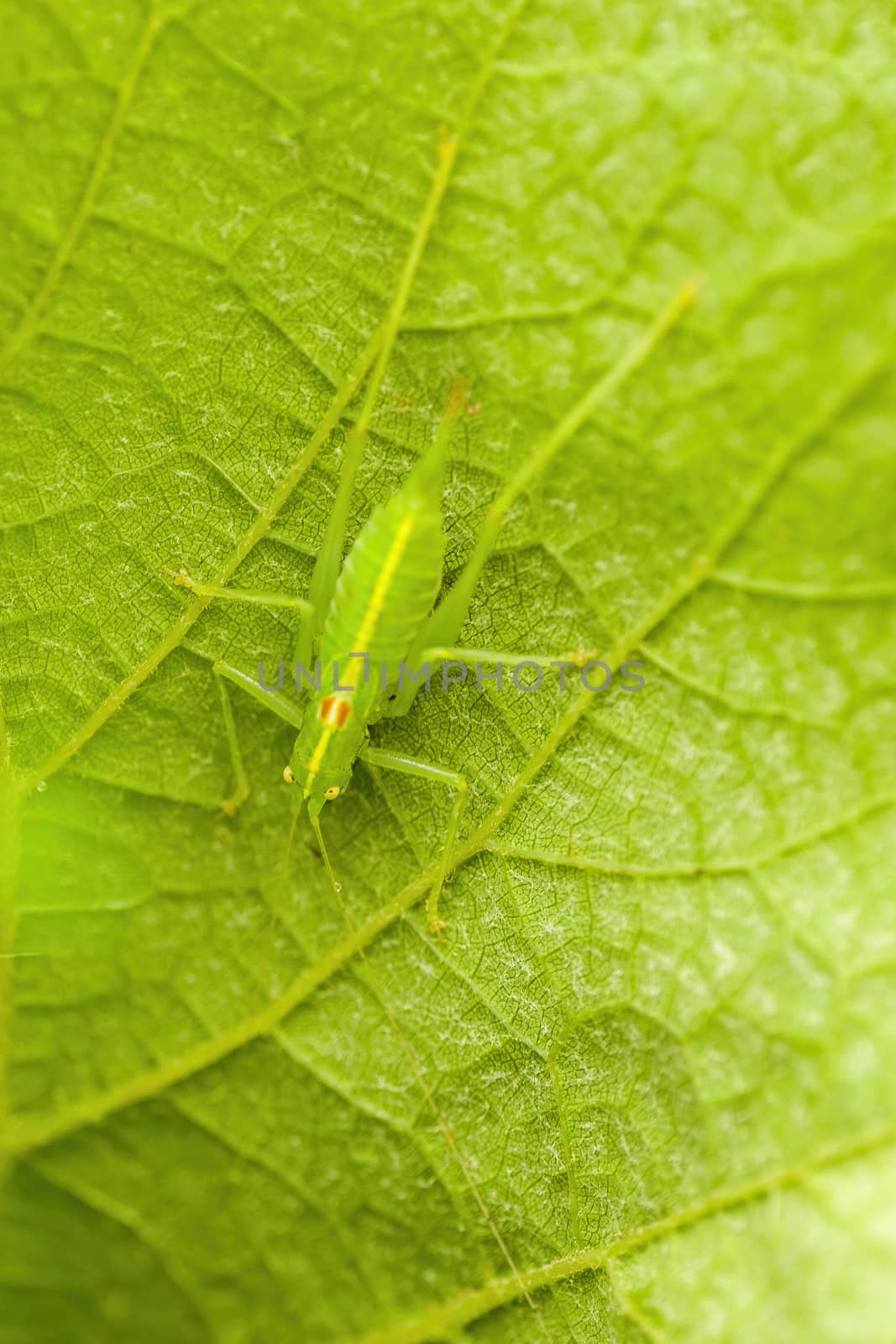 a Small grasshopper insect on a plant in the meadows