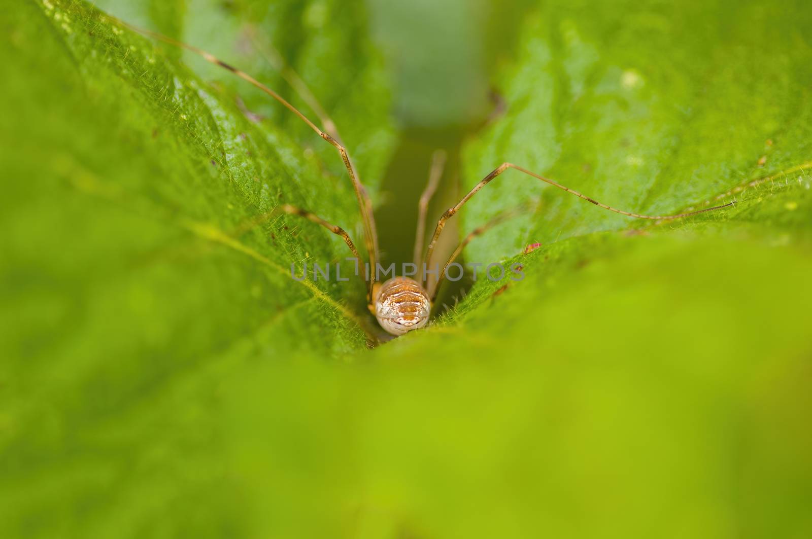 a Small spider insect on a plant in the meadows