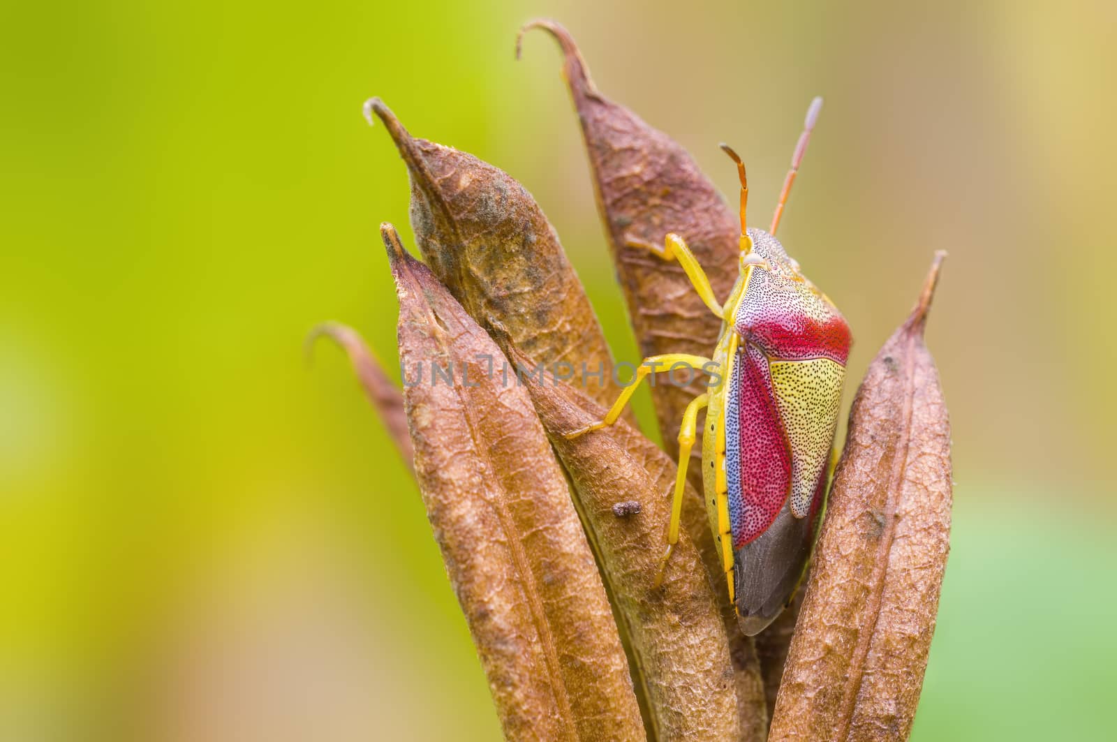 a Small beetle insect on a plant in the meadows