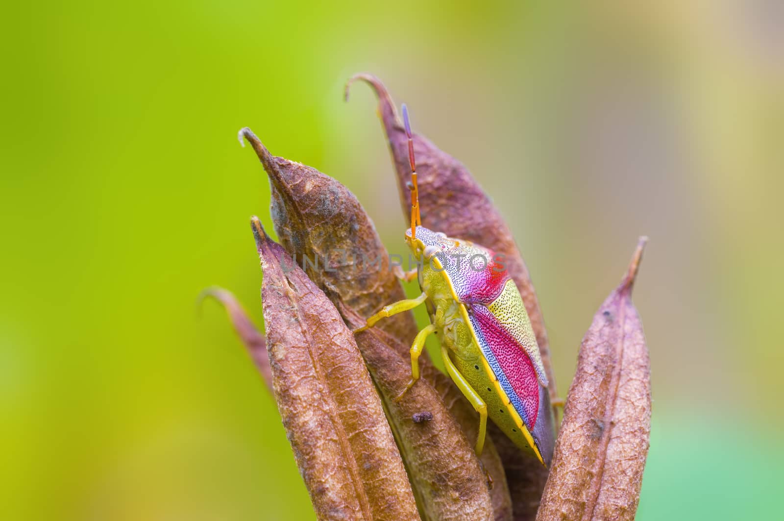 a Small beetle insect on a plant in the meadows