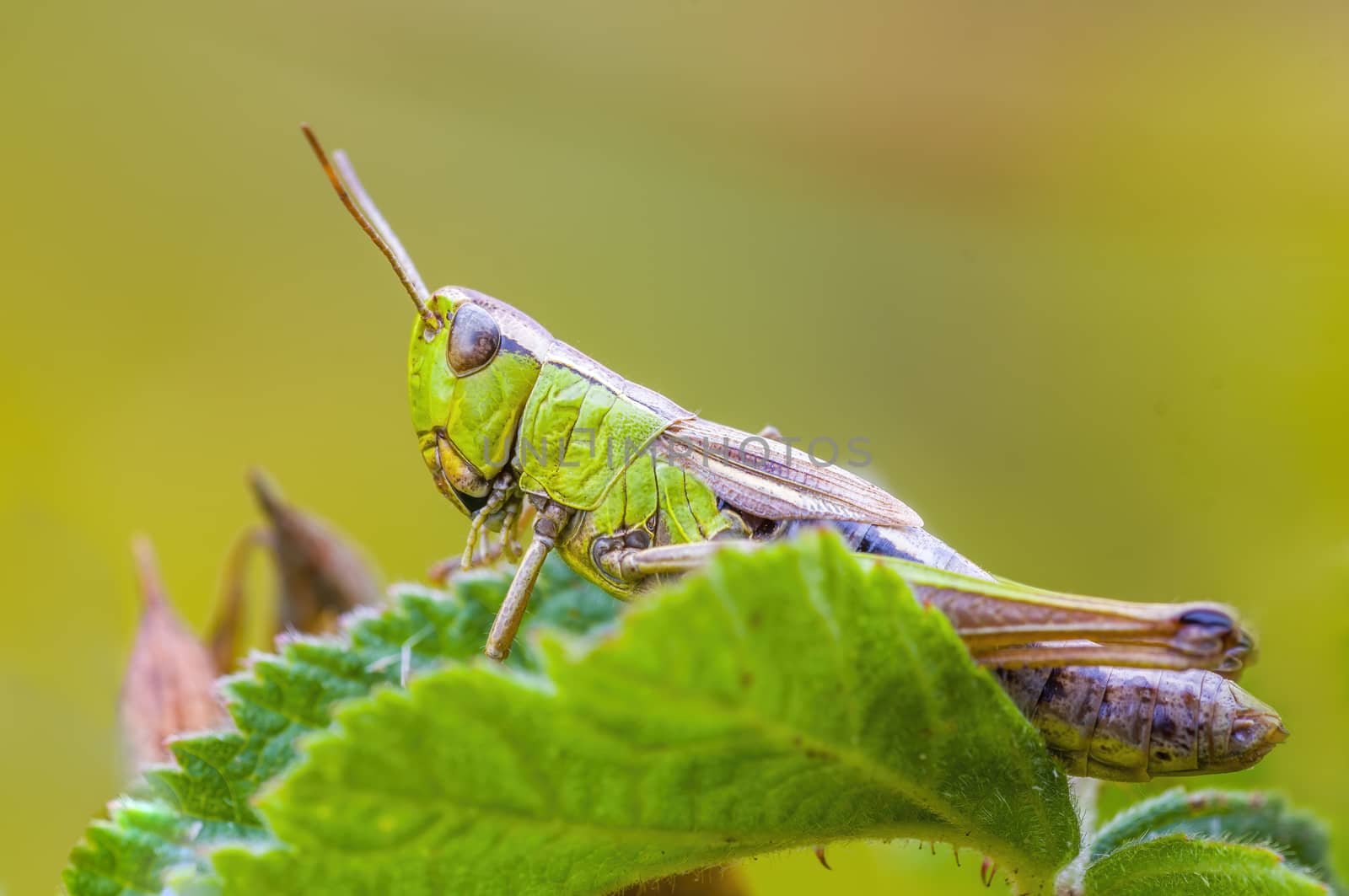 a Small grasshopper insect on a plant in the meadows