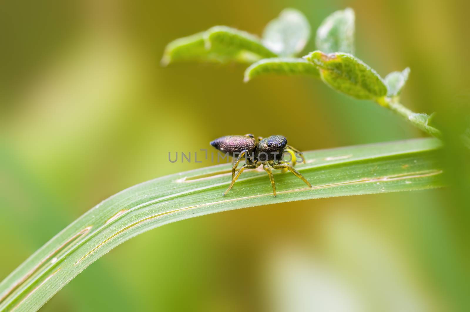 a Small spider insect on a plant in the meadows