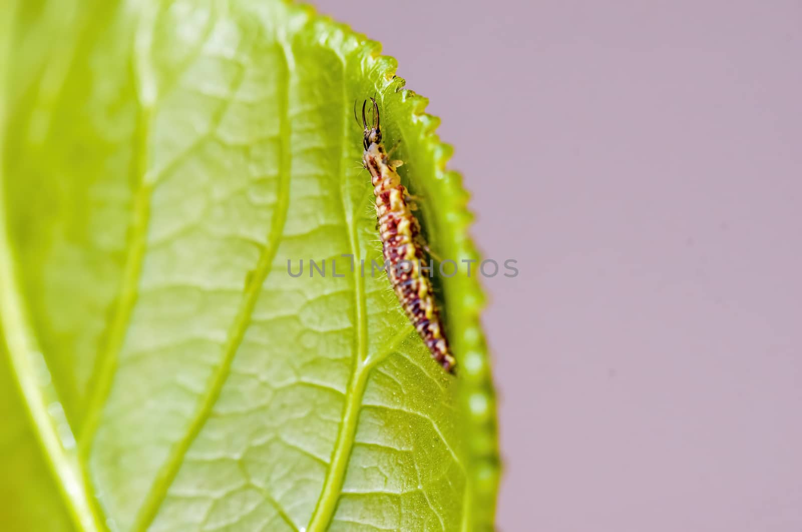 a Small larvae insect on a plant in the meadows