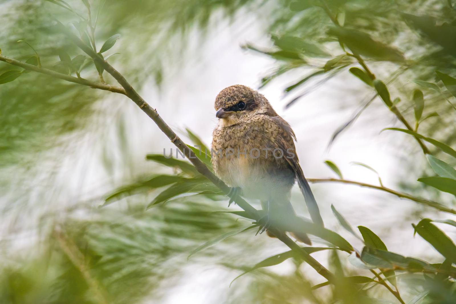 a little young bird on the branch in nature