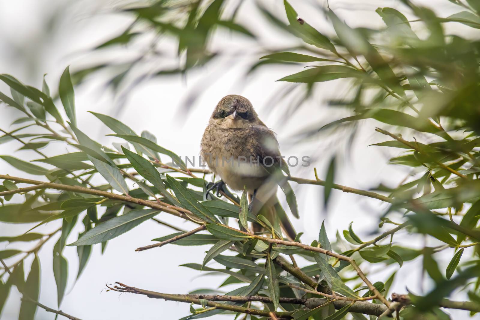 a little young bird on the branch in nature