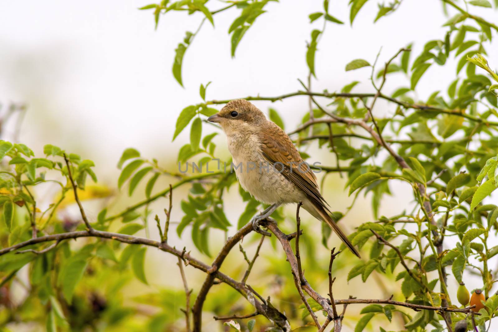 a little young bird on the branch in nature