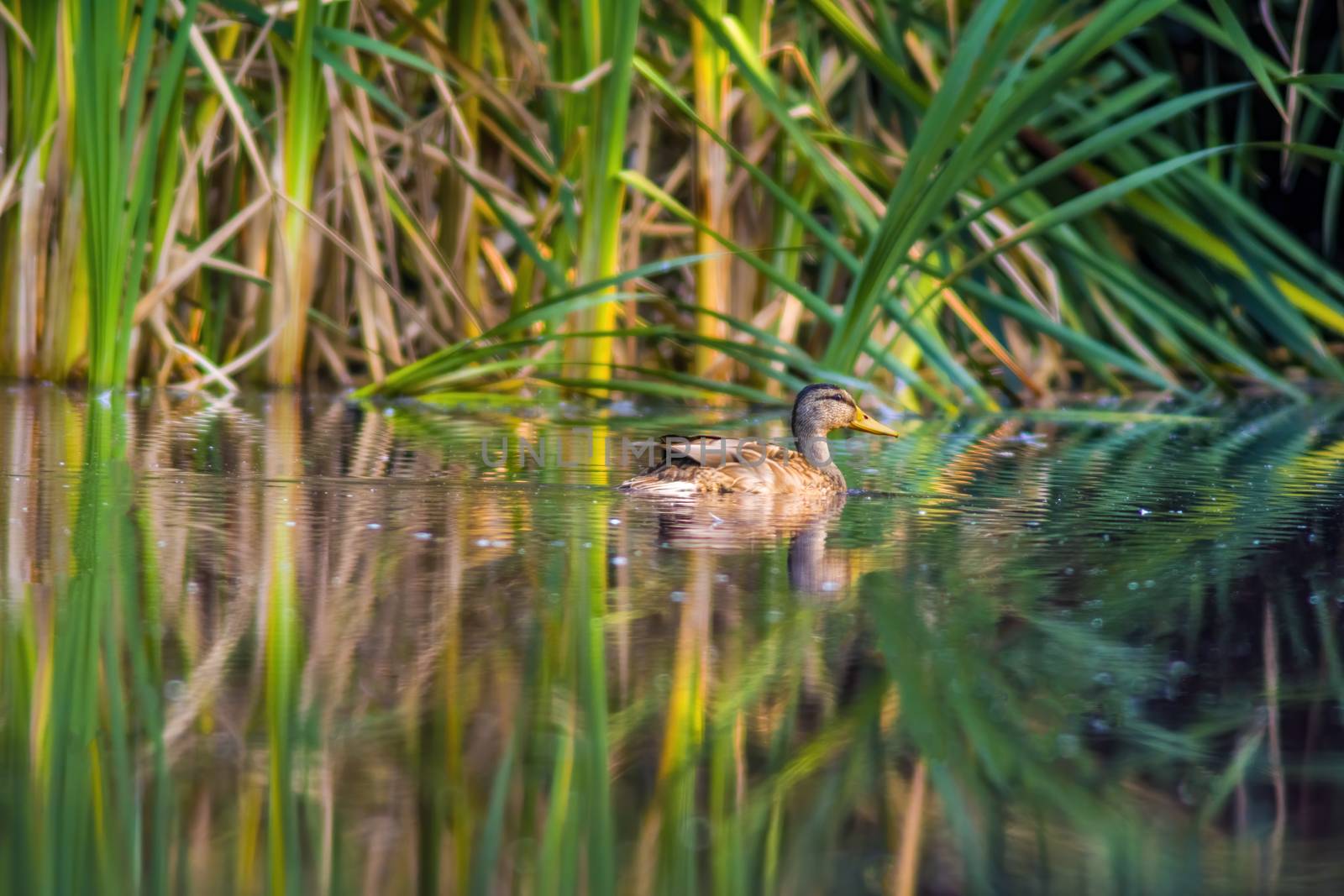 a little young bird on a pond in nature