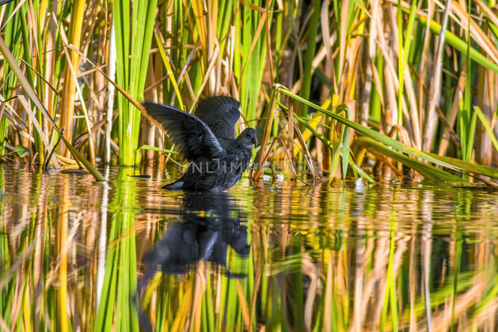 a little young bird on a pond in nature