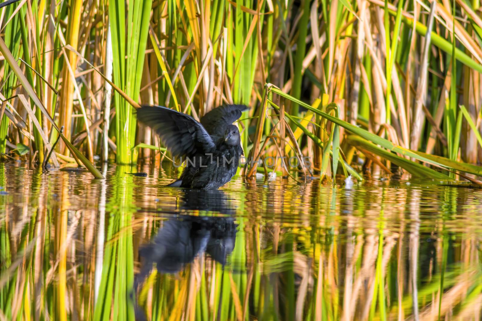 a little young bird on a pond in nature