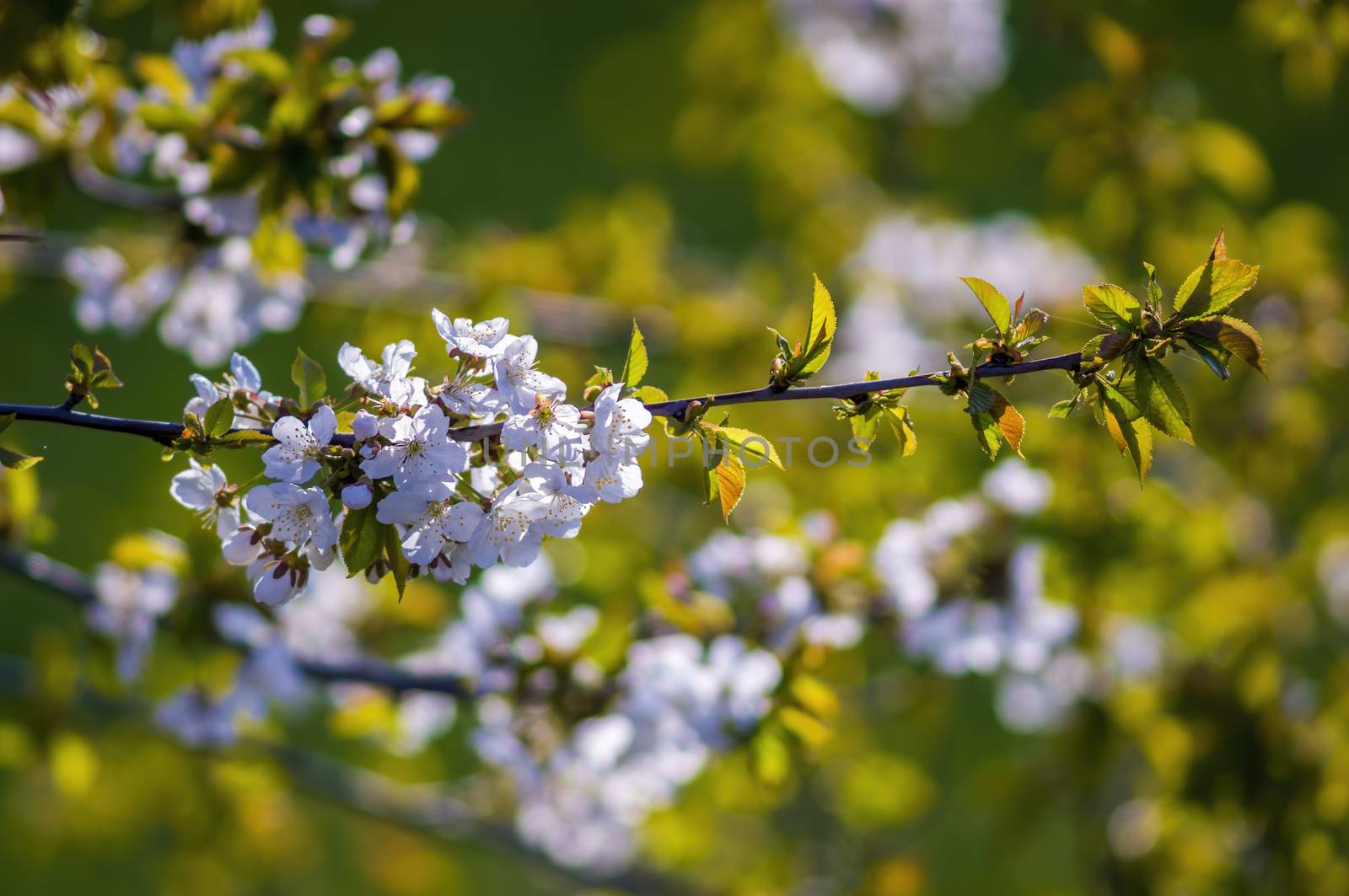 Branch with white cherry blossom buds