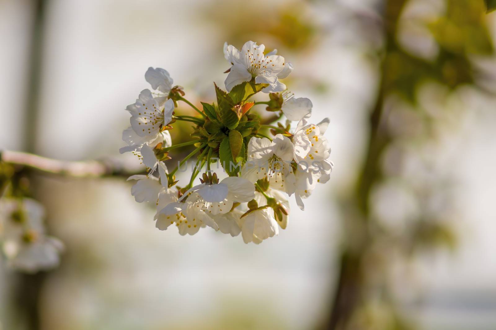 Branch with white cherry blossom buds