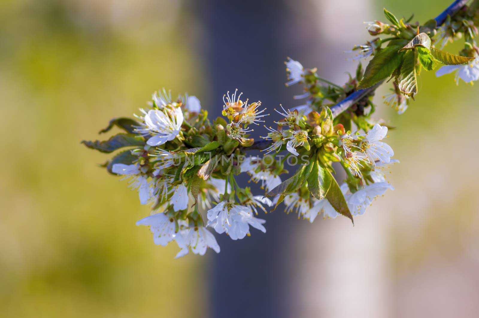 Branch with white cherry blossom buds