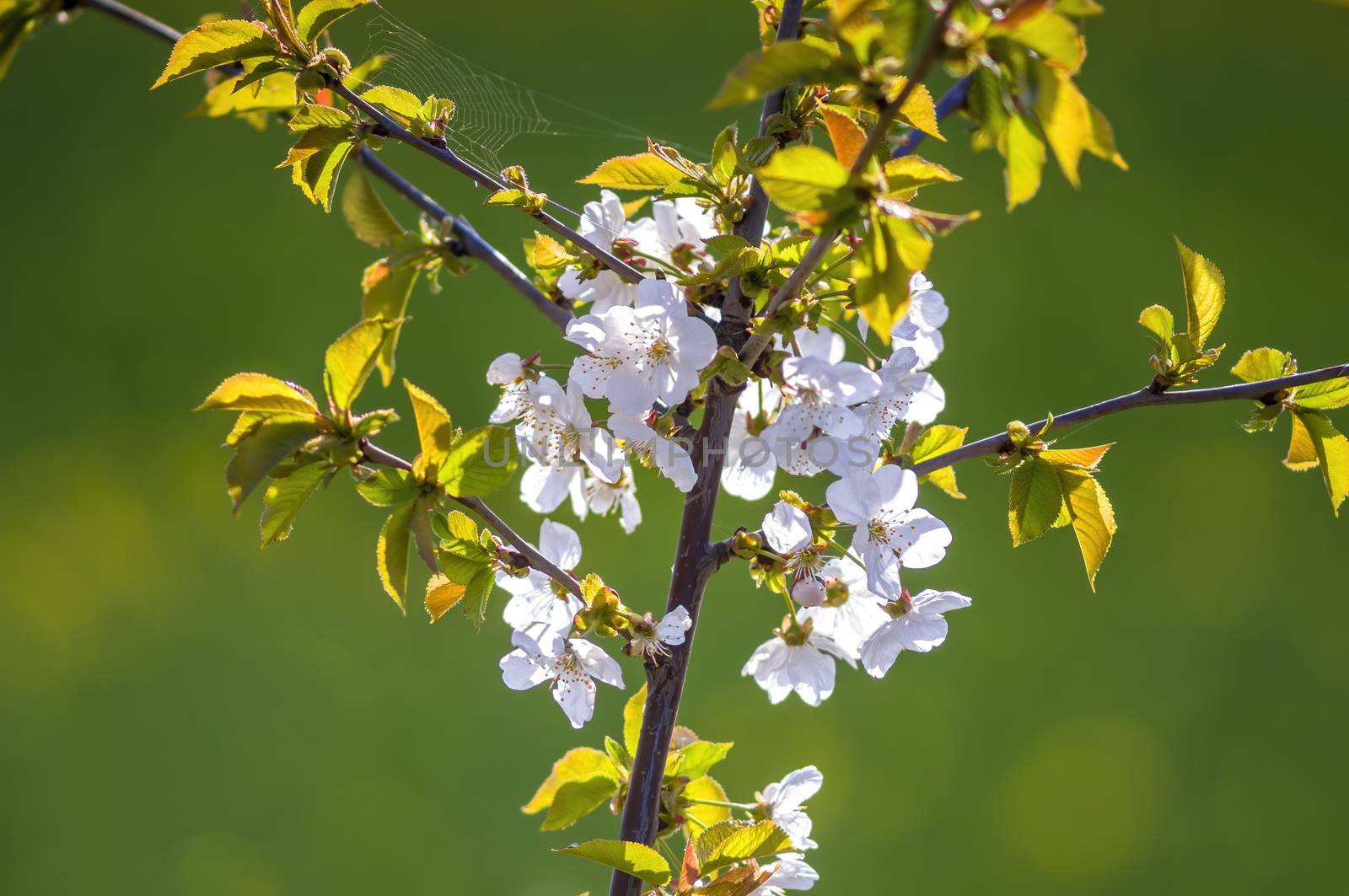 Branch with white cherry blossom buds