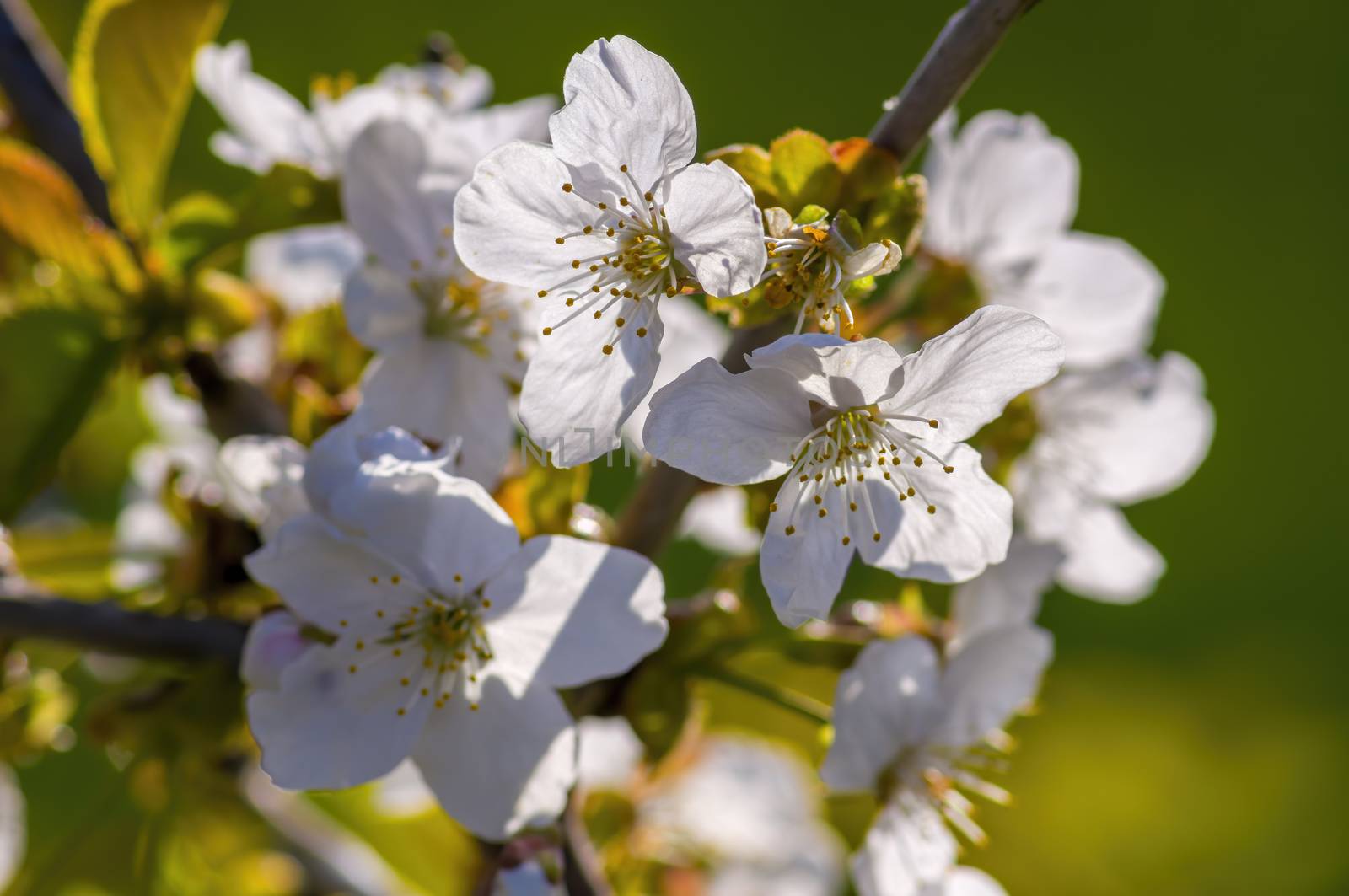 Branch with white cherry blossom buds