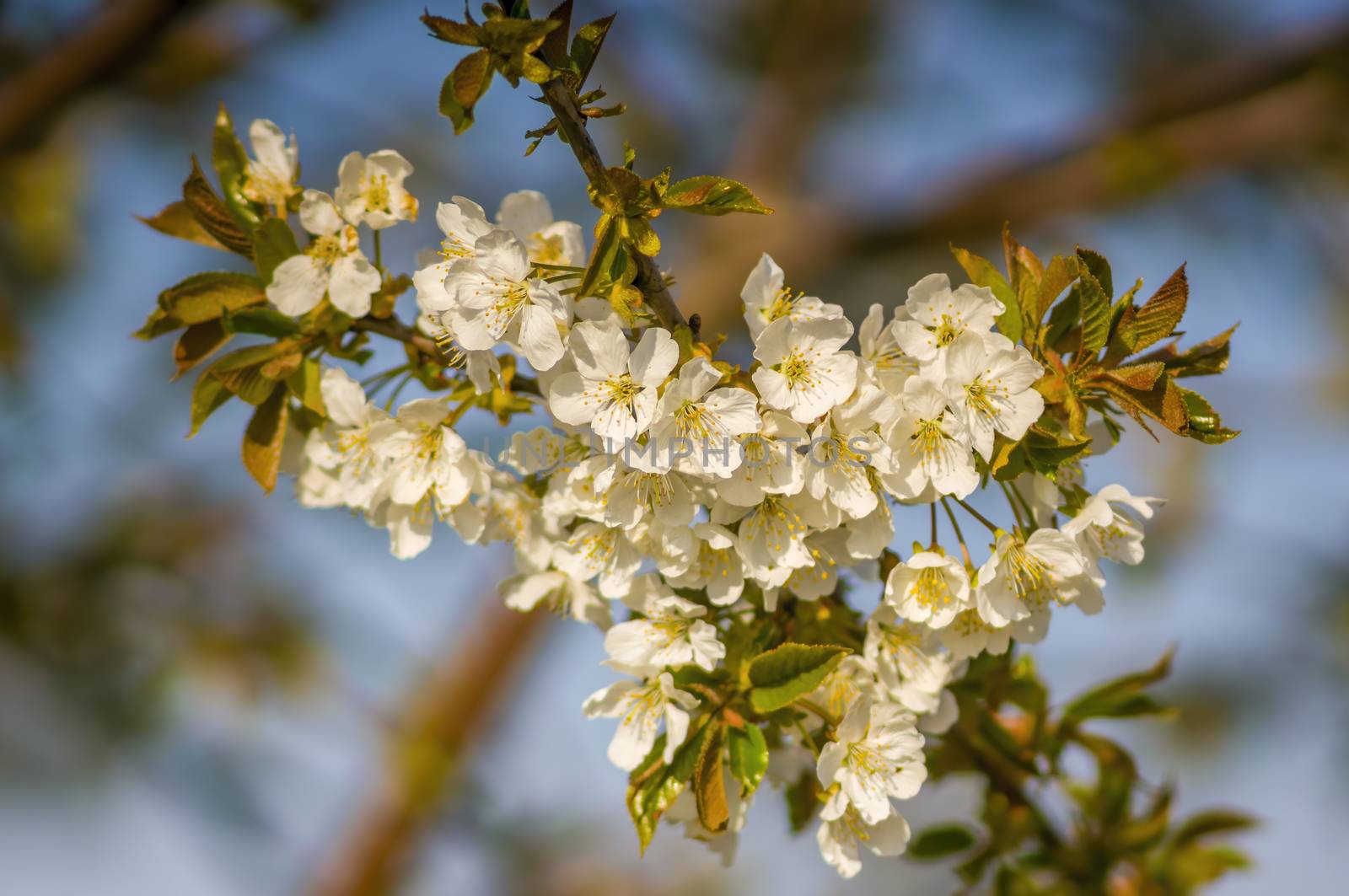 Branch with white cherry blossom buds