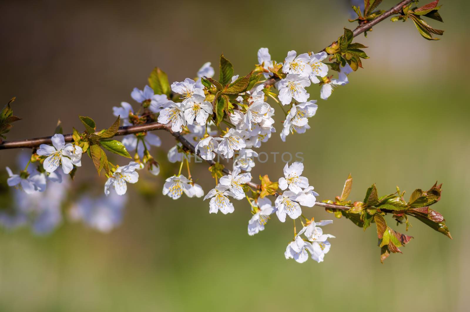 Branch with white cherry blossom buds