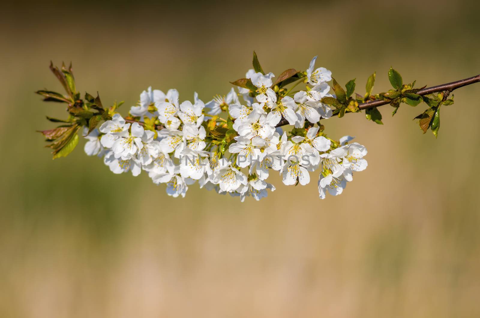 Branch with white cherry blossom buds