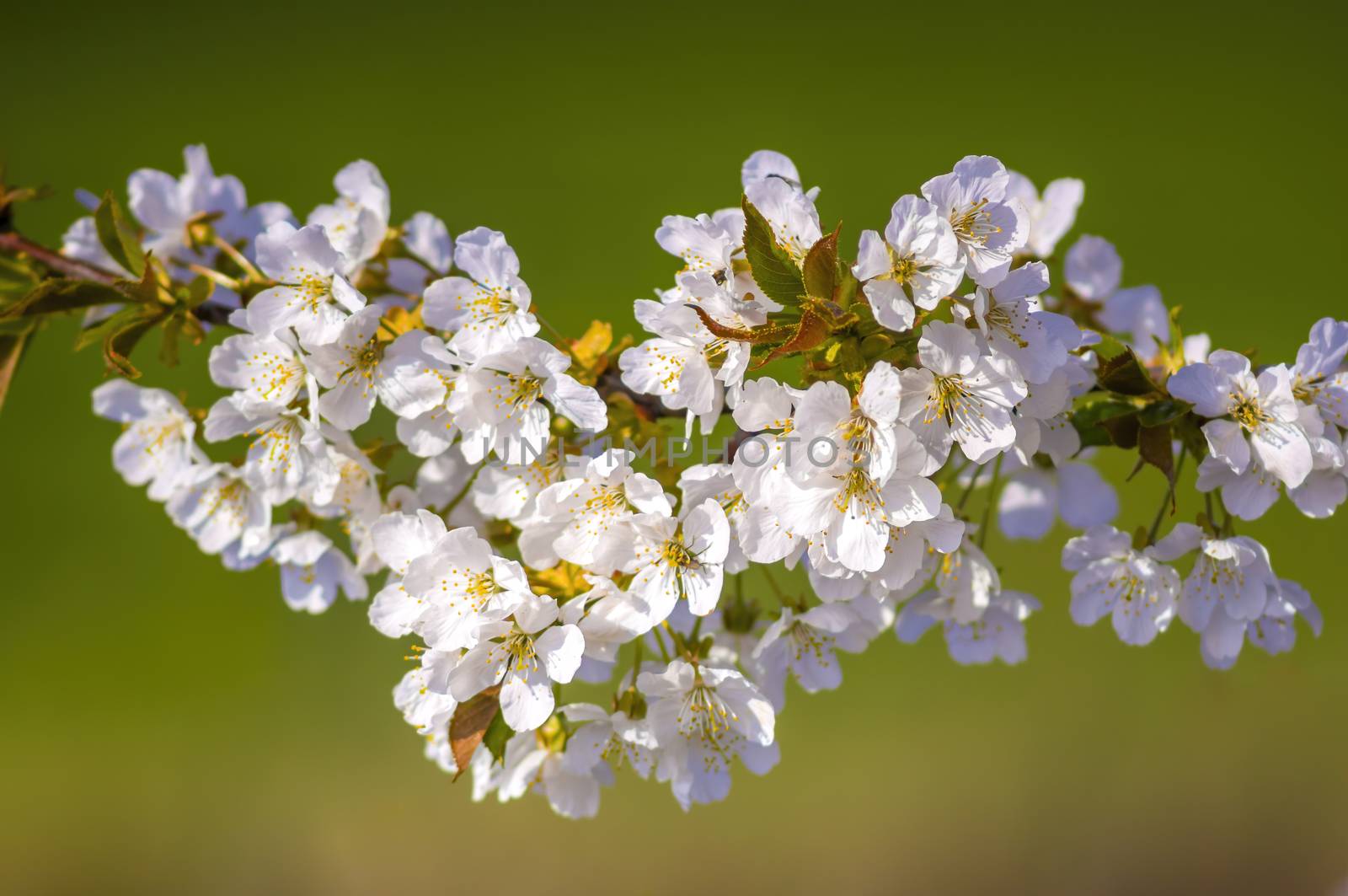 Branch with white cherry blossom buds