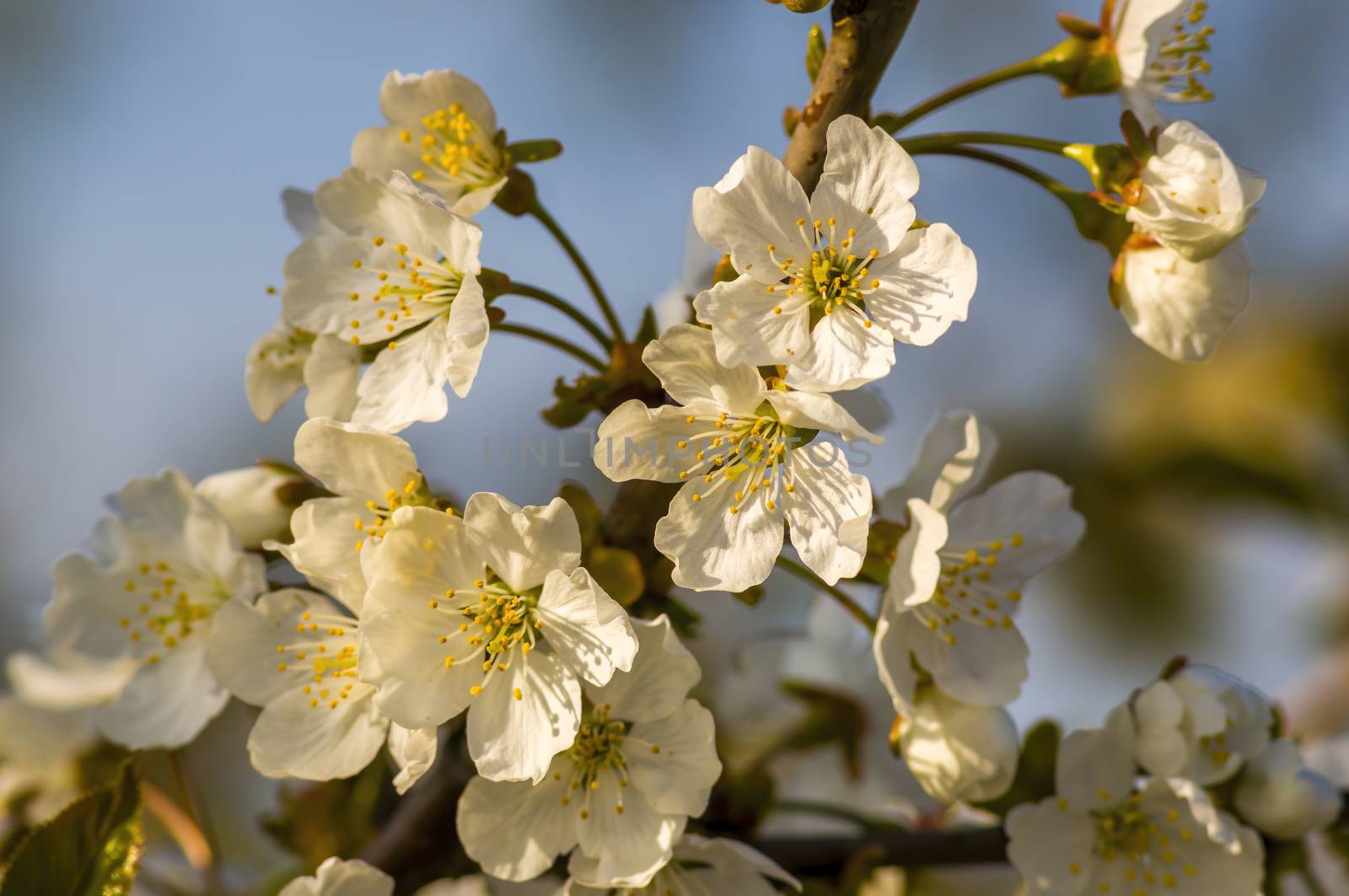 Branch with white cherry blossom buds