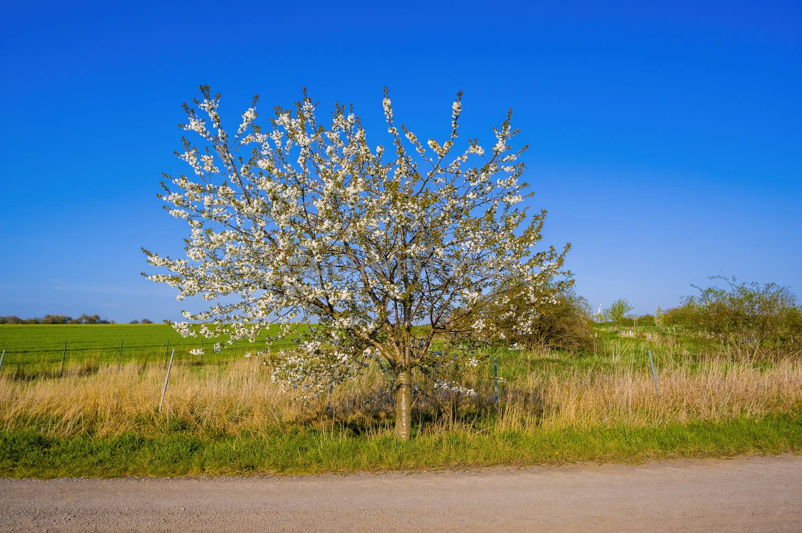 Branch with white cherry blossom buds