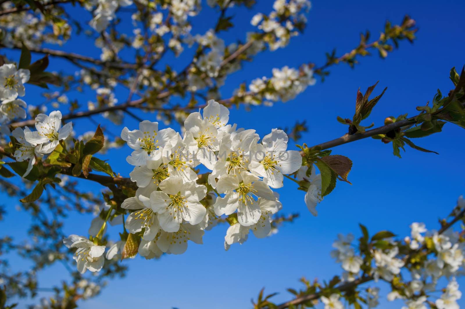 Branch with white cherry blossom buds