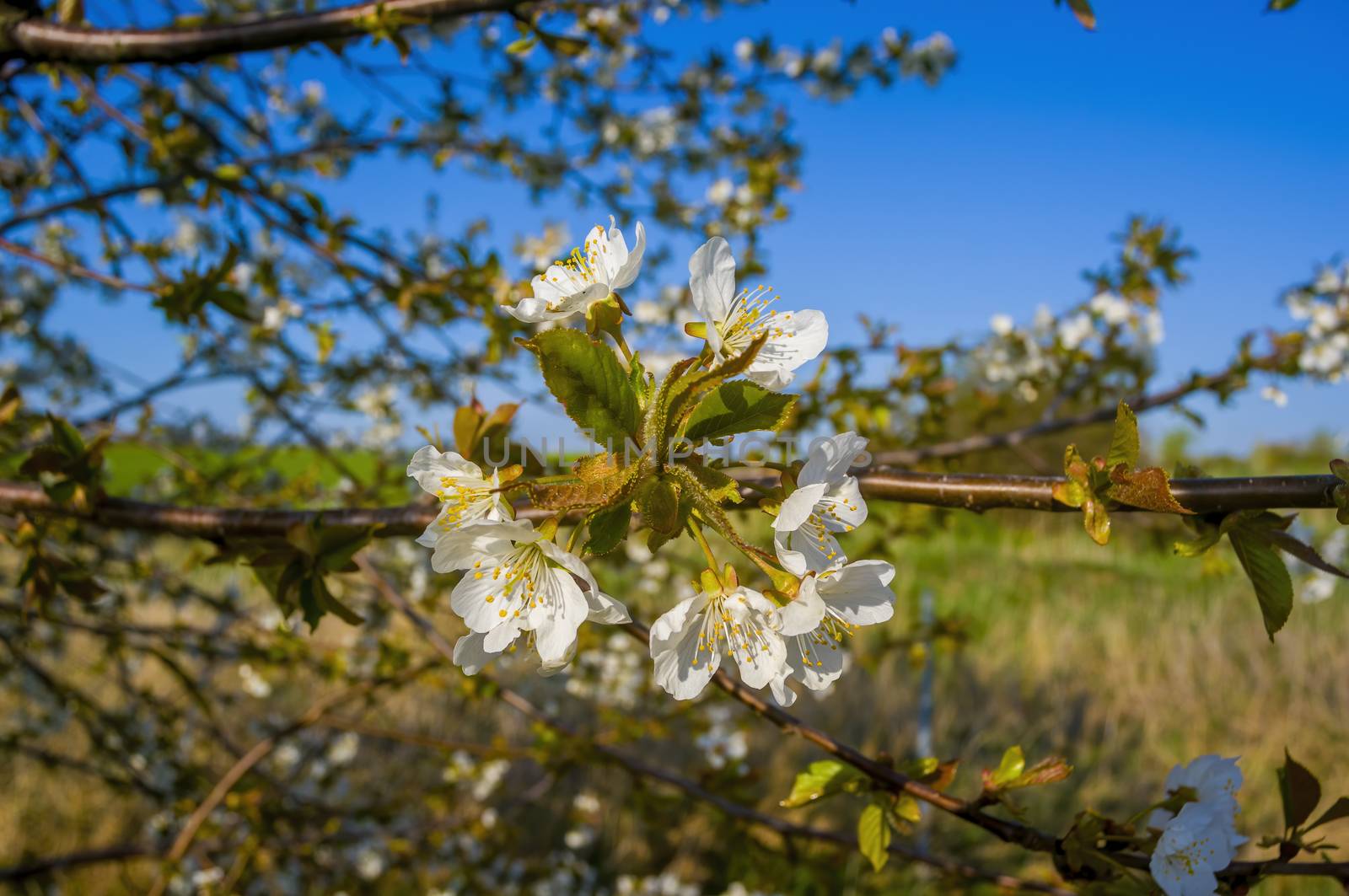 Branch with white cherry blossom buds