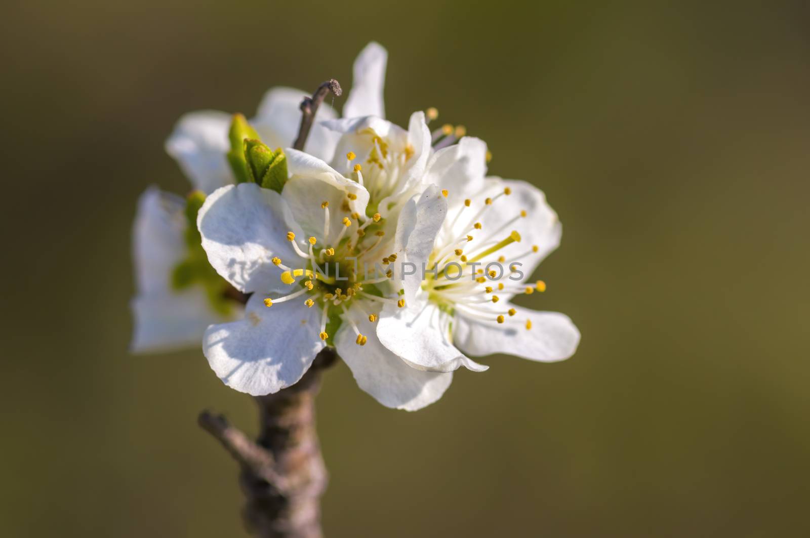 Branch with white cherry blossom buds