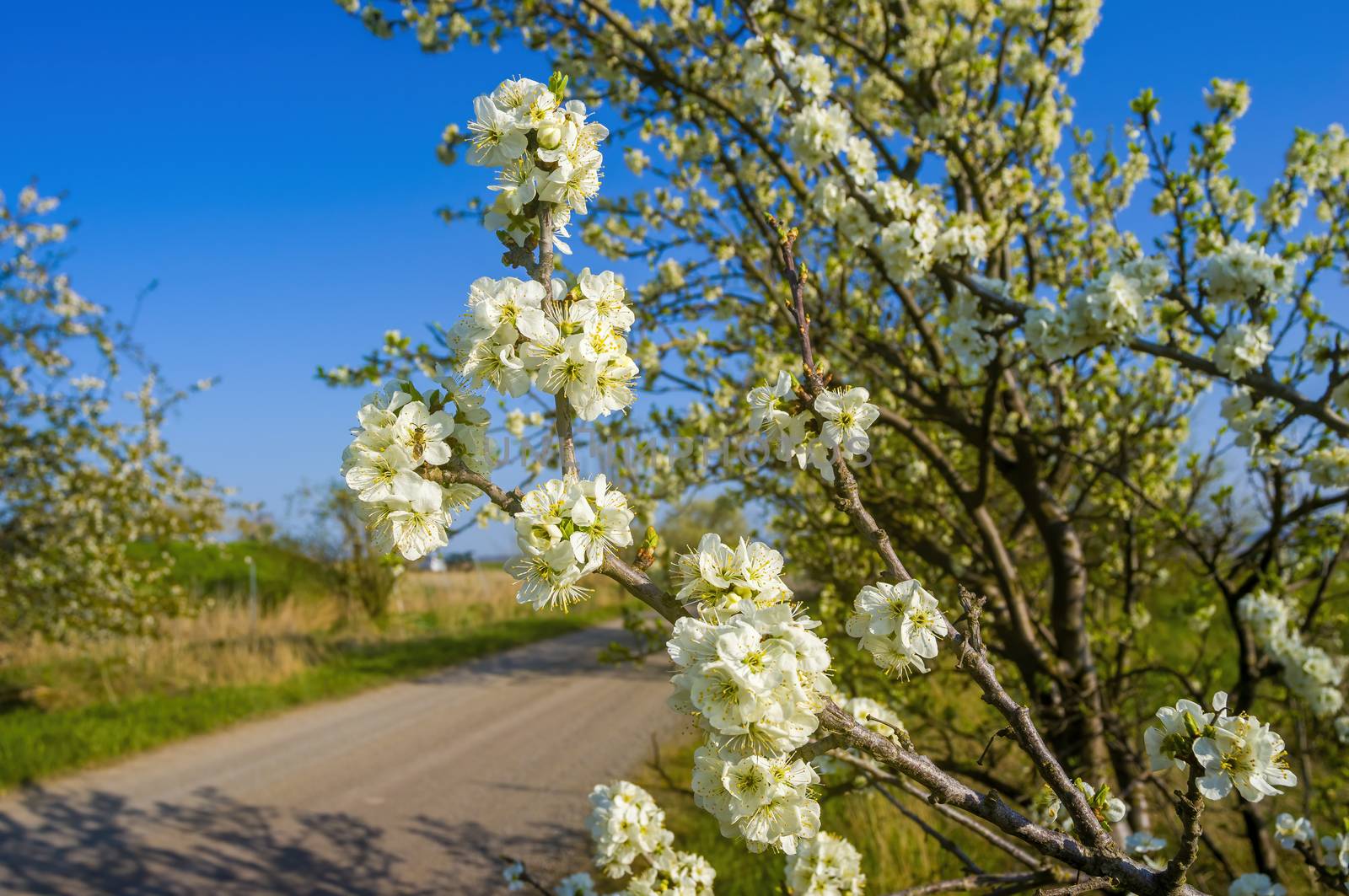 Branch with white cherry blossom buds