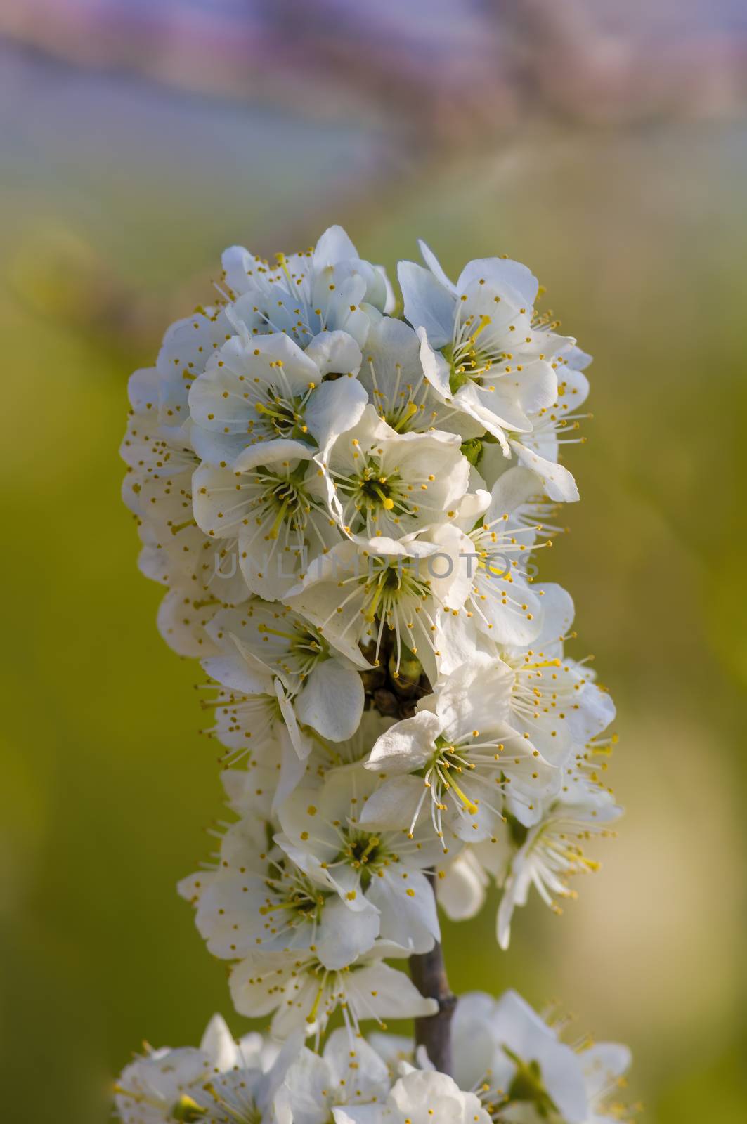 Branch with white cherry blossom buds