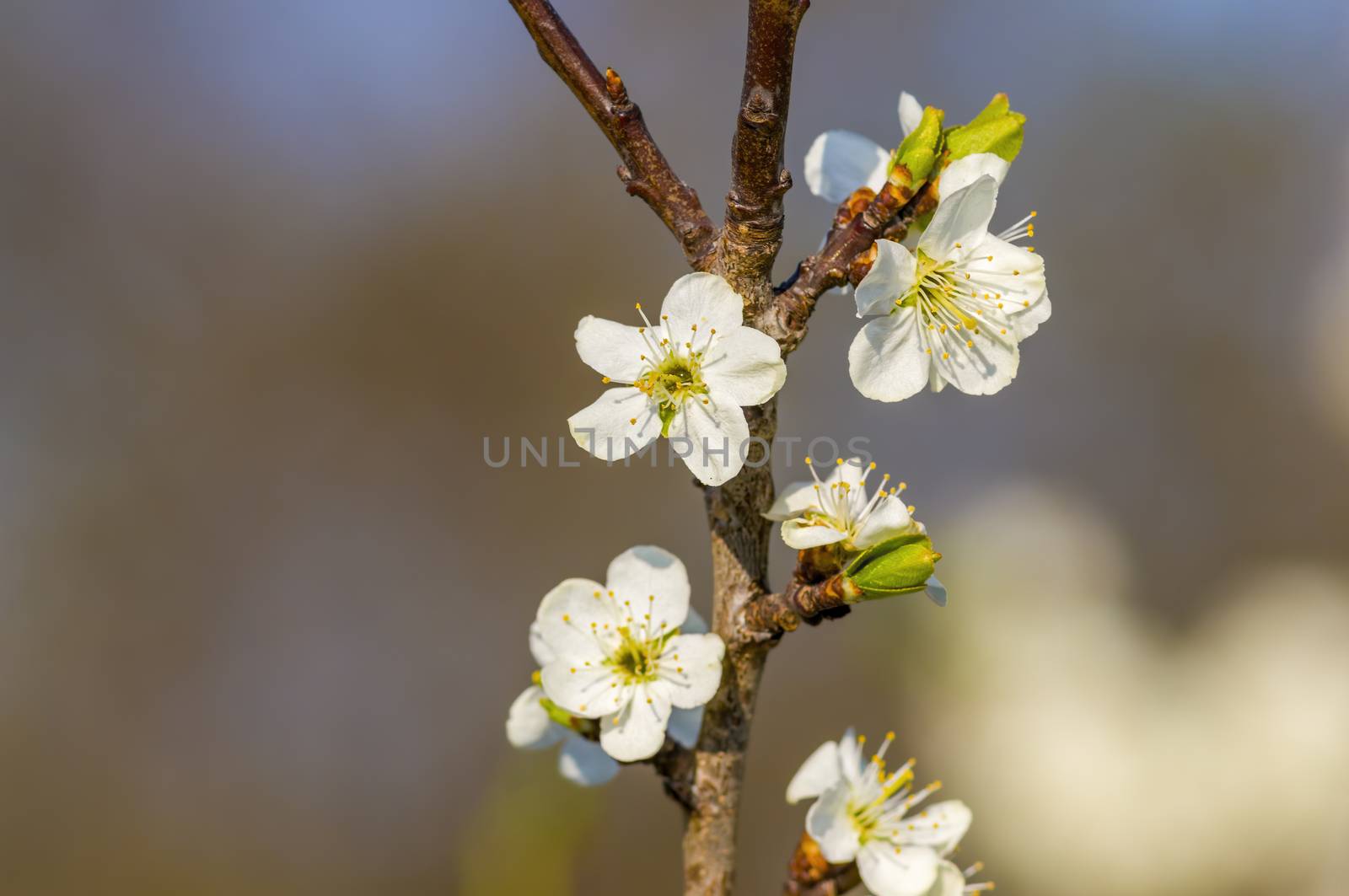 Branch with white cherry blossom buds