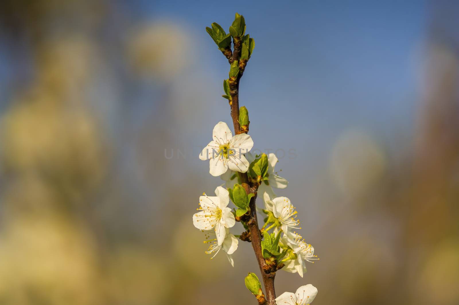 Branch with white cherry blossom buds